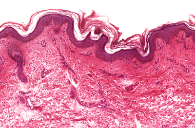 skin histology slide