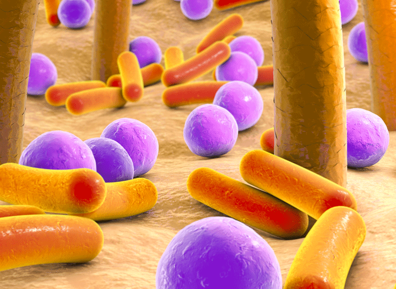 skin microflora